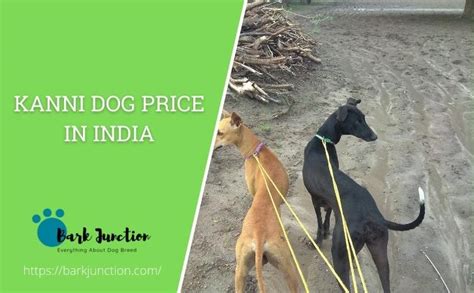 kanni dog price In India | Feeding Cost | cost of a kanni in India | kanni price in India [All ...