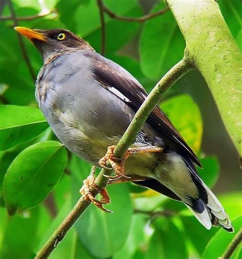 Javan Myna – birdfinding.info