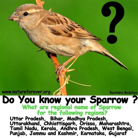 Do you know what is regional name of sparrows ? Share and Like the ...