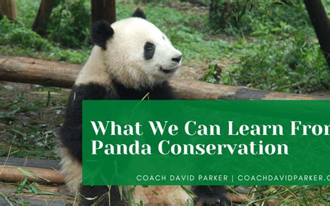 What We Can Learn From Panda Conservation | Coach David Parker | Conservationism