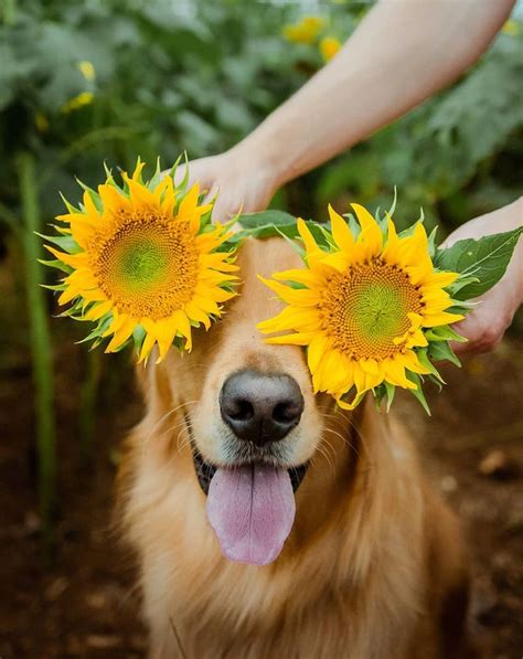 September is for Sunflowers 🌻 | Golden retriever, Dog photography poses ...