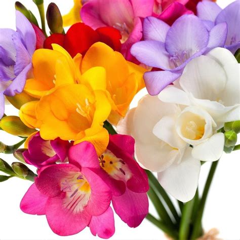 Freesia Flower Bulbs or Corms at Rs 10/piece | फ्लावर बल्ब्स in New ...