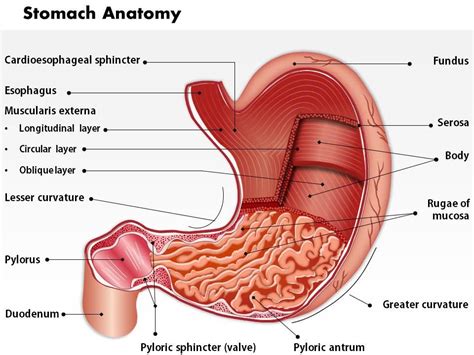 Anatomy Of The Human Stomach Diagram