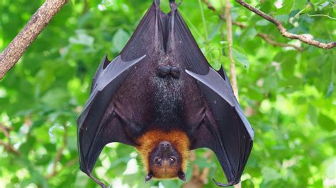 Queensland Health issues warning after dead bat found on southside ...