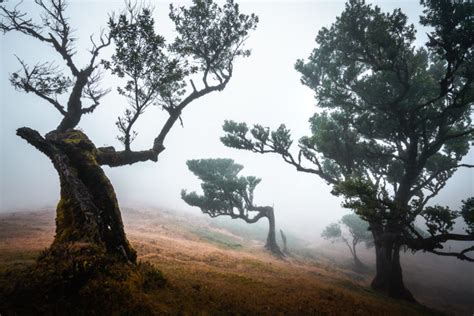 Ultimate Guide To Fanal Forest, Madeira: UNESCO World Heritage Site