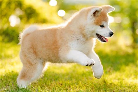 Japanese Akitainu Puppies For Sale