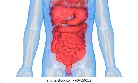 Human Body Organs Anatomy 3d Stock Illustration 609850202 | Shutterstock
