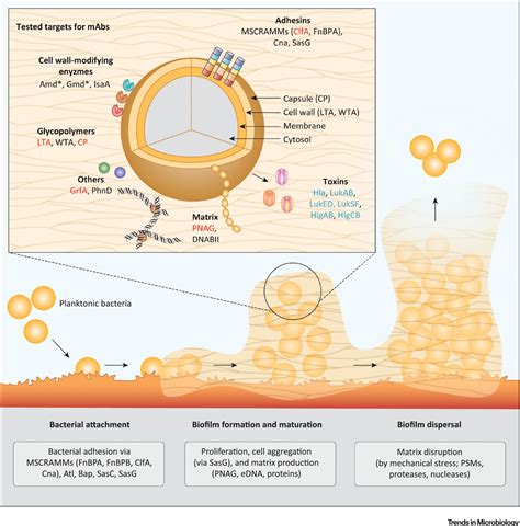 Fighting Staphylococcus aureus Biofilms with Monoclonal Antibodies ...