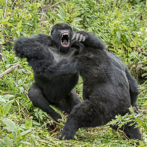 Mountain Gorilla Habitat Map