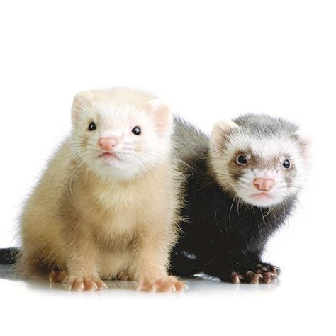 Becoming Ferret Friendly | Pet Age