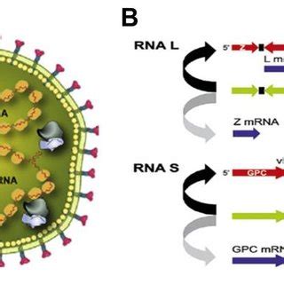 4. Virion structure (A) and genome organization (B) of arenaviruses. G1... | Download Scientific ...