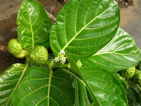 Benefits of Morinda citrifolia (Noni fruit) to herbal traditional part1