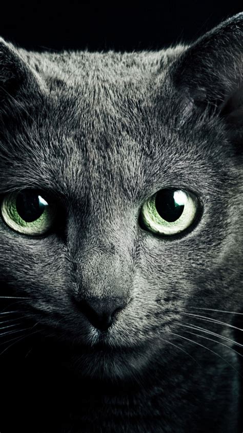 Cat Eyes Wallpapers - 4k, HD Cat Eyes Backgrounds on WallpaperBat