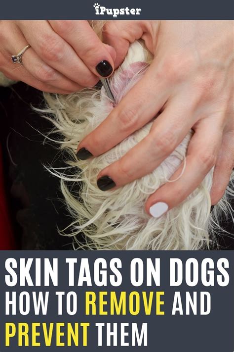 Can You Remove A Skin Tag On A Dog - HOWTOREMVO