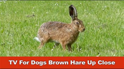 TV For Dogs Brown Hare Up Close - YouTube