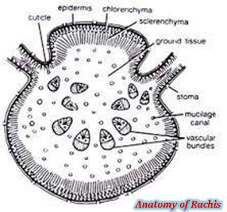 Cycas Leaflet Diagram | EasyBiologyClass