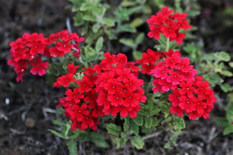 Red Verbena Flowers Free Stock Photo - Public Domain Pictures