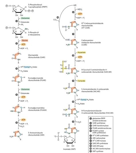 DE NOVO BIOSYNTHESIS OF NUCLEOTIDE | ZOOLOGYTALKS | 2025