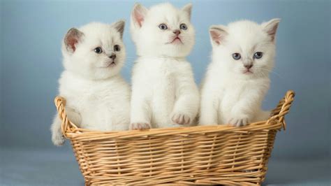 Full HD Wallpapers Of Cute Cats For Dell Laptop - Wallpaper Cave