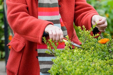 Tips for Pruning Holly Holly (In Pictures) | BBC Gardeners World Magazine