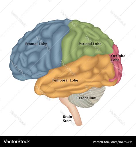 Brain anatomy human lateral view Royalty Free Vector Image