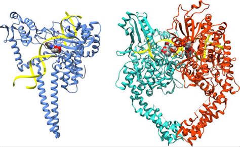 DNA topoisomerase function, structure & topoisomerase inhibitors