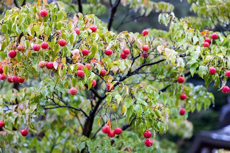 Dogwood Tree Fruit Recipes | Besto Blog