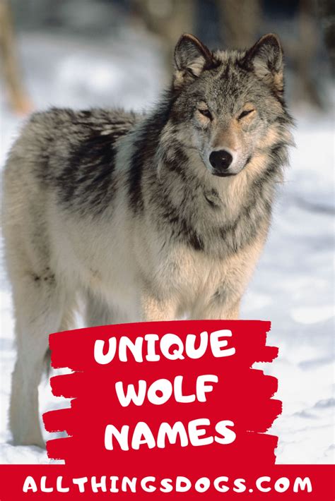 Unique Wolf Names | Wolf name, Dog names, Wolf dog