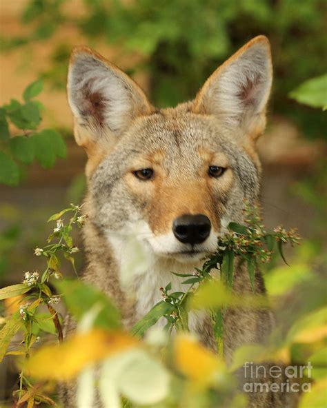 Eastern Coyote Pup II Photograph by Deborah Smith