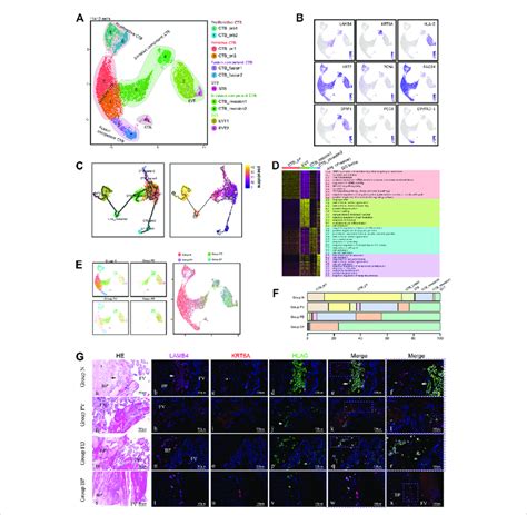 Enhanced differentiation of trophoblasts toward EVT was observed in ...