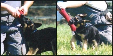 Training Begins…Immediately! | German Shepherd Country