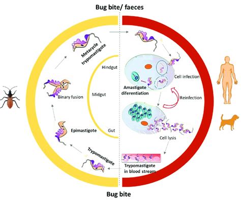 The life cycle of T. cruzi. | Download Scientific Diagram