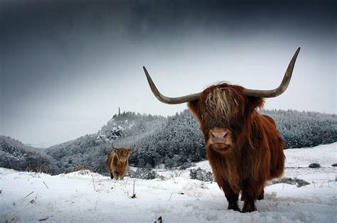 Highland Cows in Winter Above Comrie in Perthshire, Scotland. in Print ...