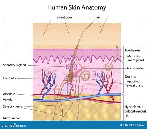 [DIAGRAM] Onion Skin Cell Labeled Diagram - MYDIAGRAM.ONLINE