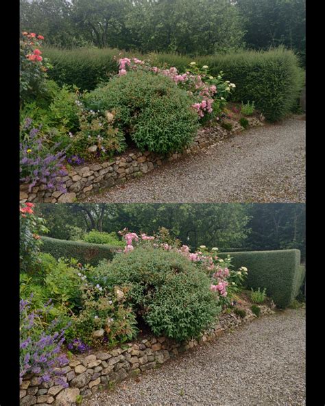 Box hedge is the most satisfying hedge when cut : gardening