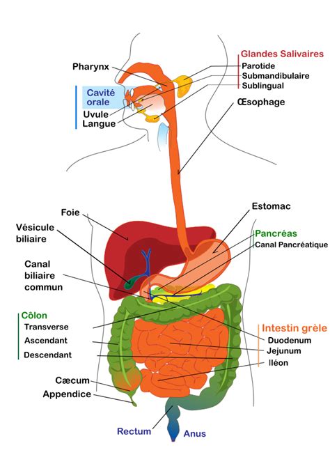 Les Digestive System