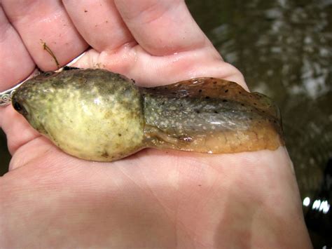 Invasion of the Giant Tadpoles: Wildlife Officials Say It's No Joke | KQED