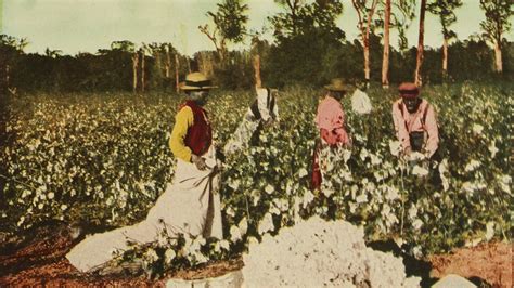 The Cotton Economy and Slavery | Video | The African Americans: Many Rivers to Cross | PBS