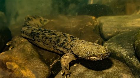 Fun Hellbender Facts For Kids | Kidadl