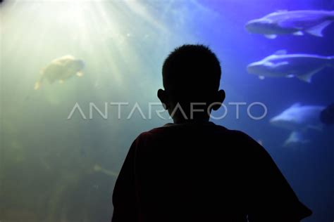 WISATA SEAWORLD ANCOL | ANTARA Foto