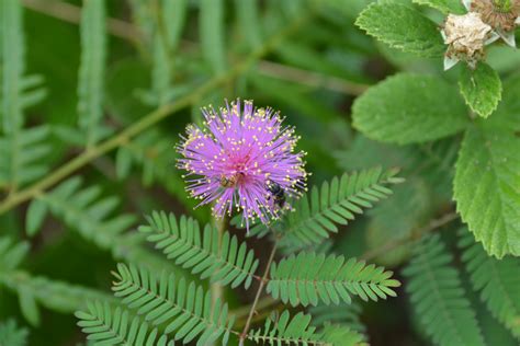 Mimosa quadrivalvis - Coastal Plain Plants Wiki