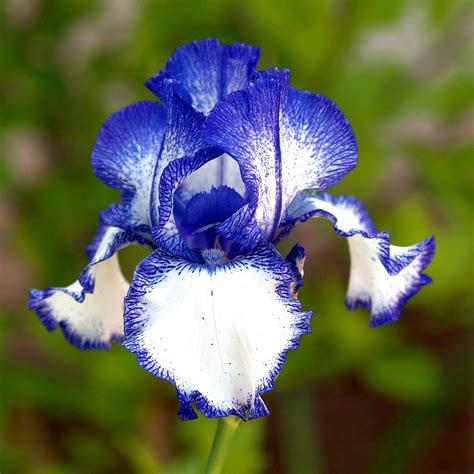 A blue Iris flower in my garden. | This plant is an Iris cul… | Flickr