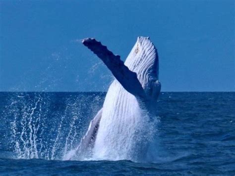 Migaloo the whale: Rare albino humpback spotted off Australian coast ...