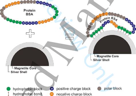 Physisorption mechanism of BSA onto the silver surface. | Download Scientific Diagram