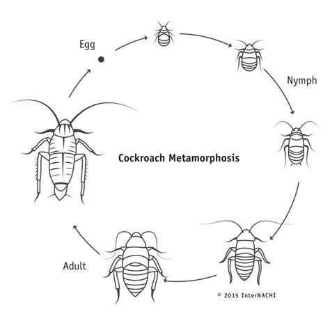 InterNACHI Inspection Graphics Library: WDO » General » cockroach ...