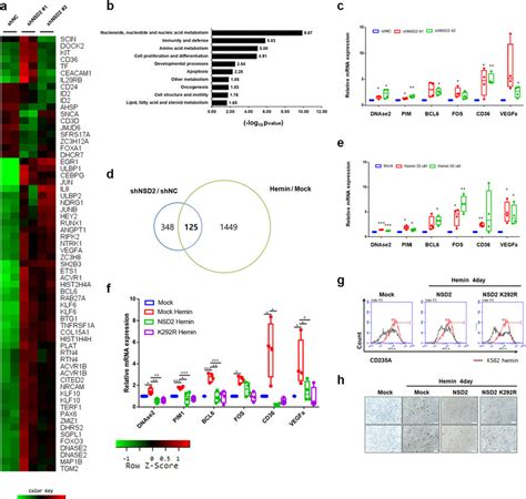 NSD2 disrupts K562 cell differentiation by regulating the expression of ...