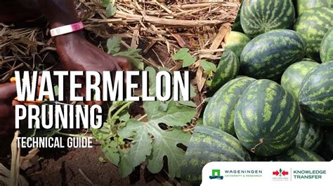 Watermelon Pruning – How to prune Watermelon plants - YouTube