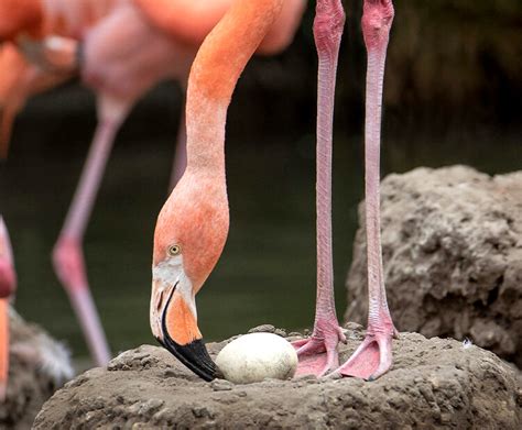 Flamingo | San Diego Zoo Wildlife Explorers