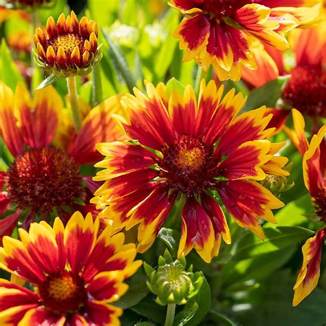 Gaillardia SpinTop® Orange Halo Improved | White Flower Farm