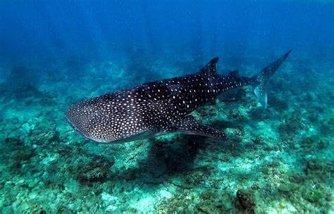 Racing the Leviathan: Whale Shark Snorkelling In The Maldives